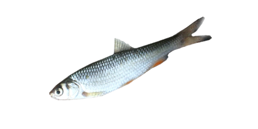 Елец
