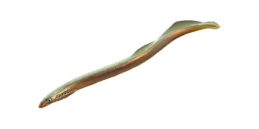 Минога сибирская