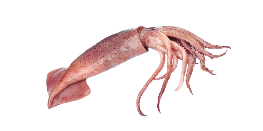 Кальмар