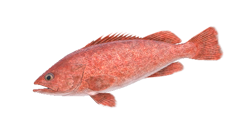 Морской окунь северный