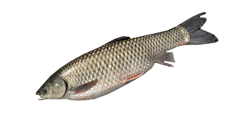 Кутум