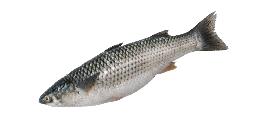 Пиленгас