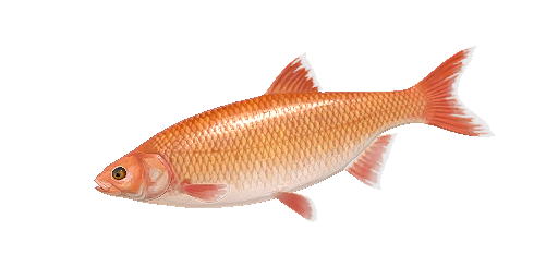 Язь орфа