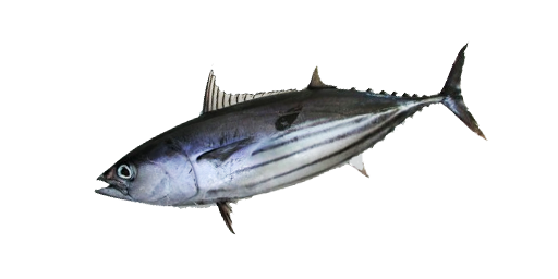 Тунец скипджек