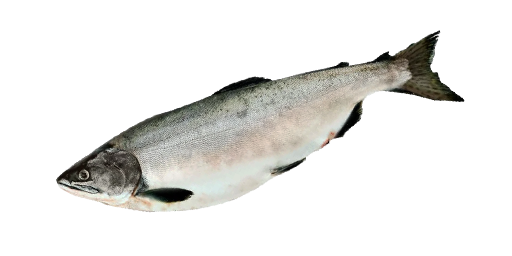 Горбуша морская