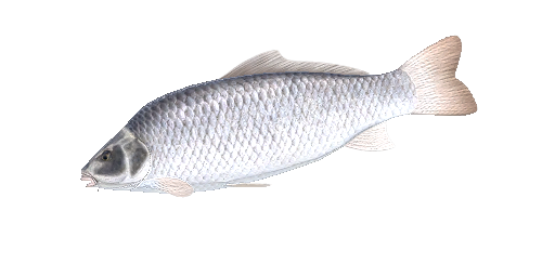 Карп белый