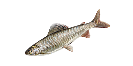 Хариус сибирский