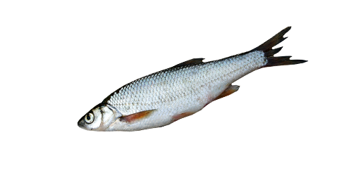 Елец сибирский