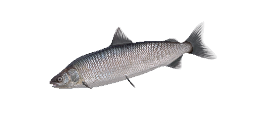 Сиг пыжьян