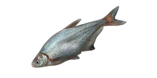Синец